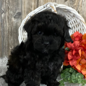 Shihpoo Puppy Kaiden