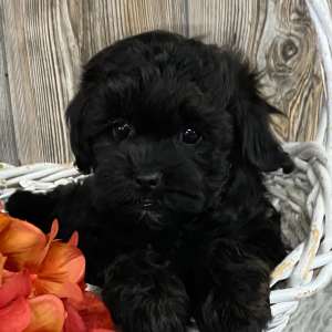 Shihpoo Puppy Kaiden