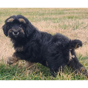 Cockapoo Puppy Trixie