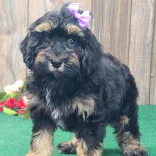 Cockapoo Puppy Trixie