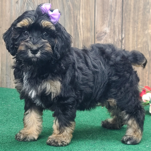 Cockapoo Puppy Trixie