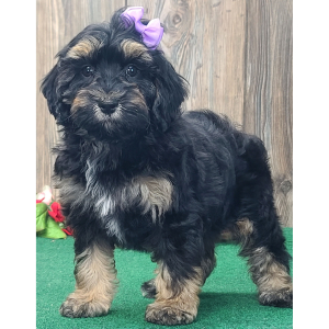 Cockapoo Puppy Trixie
