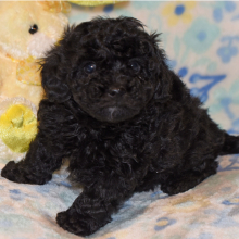 Poodle Puppy Catie