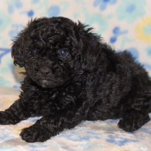 Poodle Puppy Catie