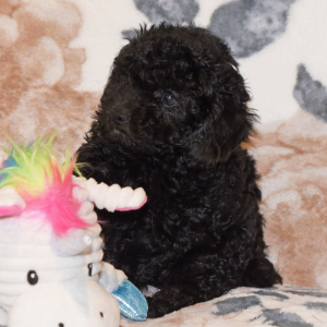 Poodle Puppy Catie