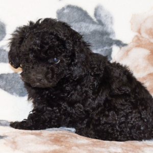Poodle Puppy Catie