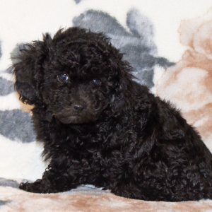 Poodle Puppy Catie