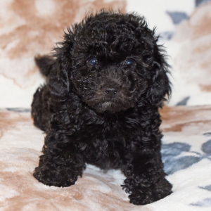 Poodle Puppy Catie