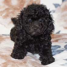 Poodle Puppy Catie