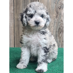Poodle Puppy Merlin