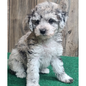 Poodle Puppy Merlin