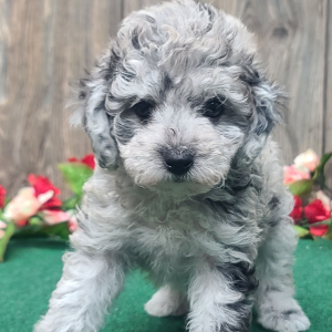 Poodle Puppy Merlin