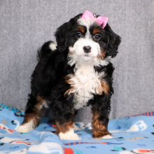 Bernedoodle Puppy Ember