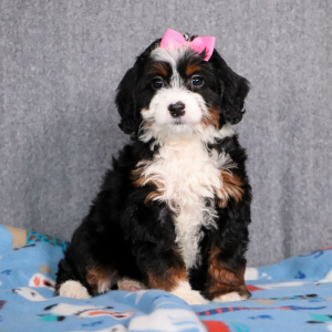 Bernedoodle Puppy Ember