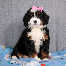 Bernedoodle Puppy Ember