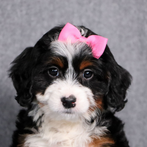Bernedoodle Puppy Ember