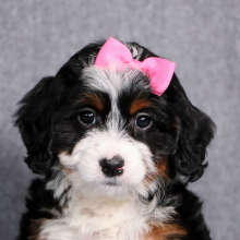 Bernedoodle Puppy Ember