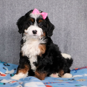 Bernedoodle Puppy Ember