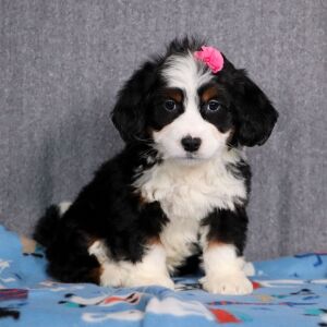 Bernedoodle Puppy Primrose