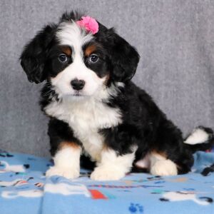 Bernedoodle Puppy Primrose
