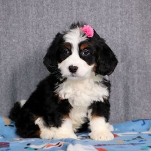 Bernedoodle Puppy Primrose