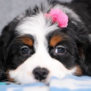 Bernedoodle Puppy Primrose