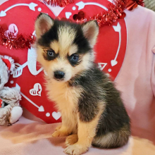 Pomsky Puppy Milo