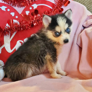Pomsky Puppy Milo