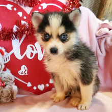 Pomsky Puppy Milo