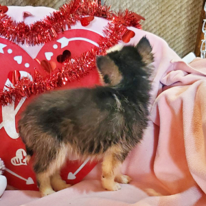 Pomsky Puppy Milo