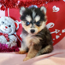 Pomsky Puppy Max