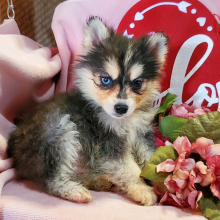 Pomsky Puppy Max