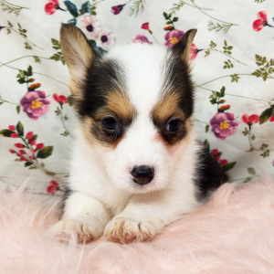 Pembroke Welsh Corgi Puppy Millie