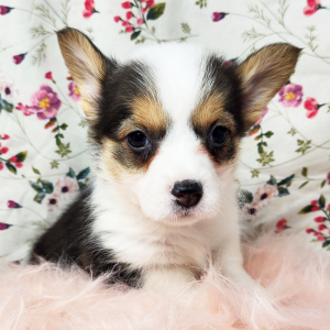 Pembroke Welsh Corgi Puppy Millie