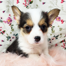 Pembroke Welsh Corgi Puppy Millie