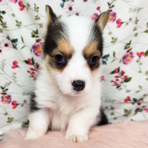 Pembroke Welsh Corgi Puppy Millie
