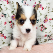 Pembroke Welsh Corgi Puppy Millie