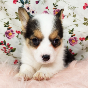 Pembroke Welsh Corgi Puppy Millie