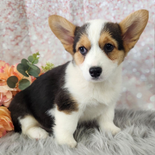 Pembroke Welsh Corgi Puppy Millie