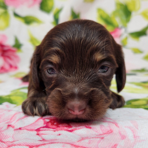 Dachshund Puppy Pip