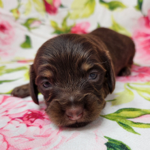 Dachshund Puppy Pip