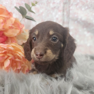 Dachshund Puppy Pip