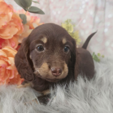 Dachshund Puppy Pip