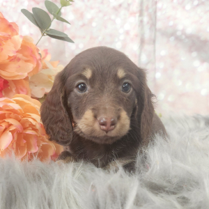 Dachshund Puppy Pip