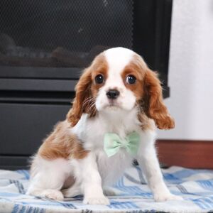 Cavalier King Charles Spaniel Puppy Conner