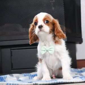 Cavalier King Charles Spaniel Puppy Conner