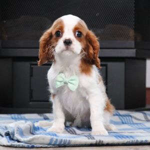 Cavalier King Charles Spaniel Puppy Conner