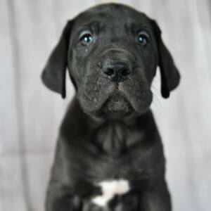 Great Dane Puppy William