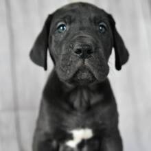 Great Dane Puppy William