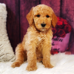 Poodle Puppy Archie